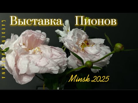 Видео: Выставка Пионов в Минске с 6-15 июня 2025 г. Первый зал. 1часть