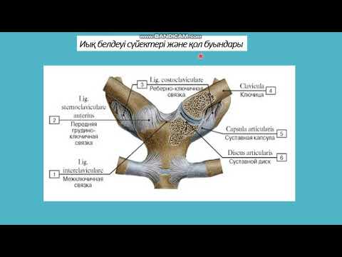 Видео: Төс - бұғана буыны (articulatio sternoclavicularis)