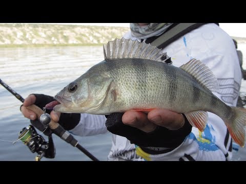 Видео: СПИННИНГ НА ДНЕСТРЕ. ДЖИГ. ЛОПАТНА.