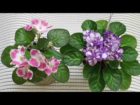 Видео: Способы полива фиалок! Все секреты полива. Мой опыт.Фиалки у Алисы.