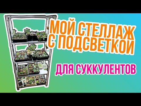 Видео: Мой стеллаж с подсветкой для суккулентов 🌿