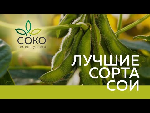 Видео: СОКО - лидер отечественной селекции. Новые сорта сои к сезону 2021 года