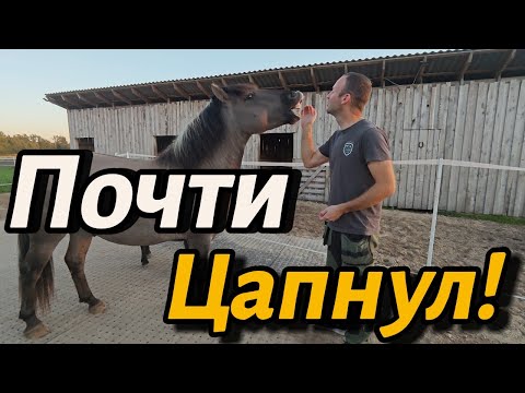 Видео: ✅✅✅Новая функция на Ютубе! Все Хайпим Серверка и Лошадей! #чеснок #влог