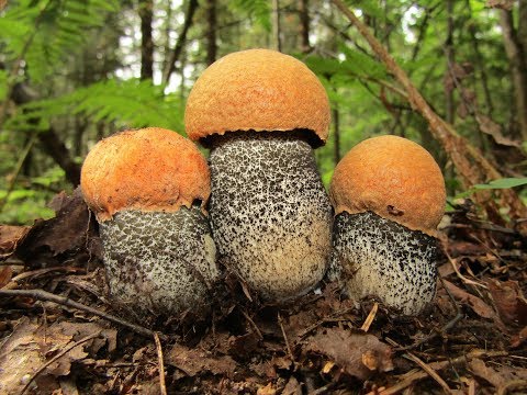 Видео: Грибов так много что не хотелось уходить из леса!)) Часть 2. Продолжение грибного похода.