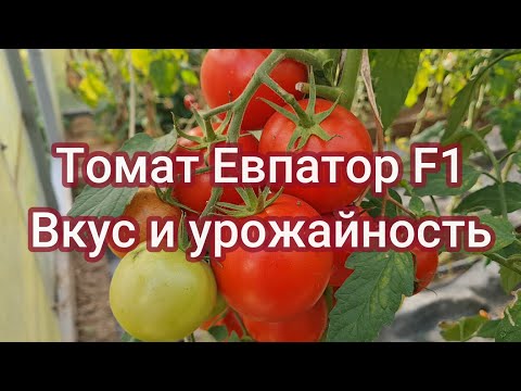 Видео: Томат Евпатор F1