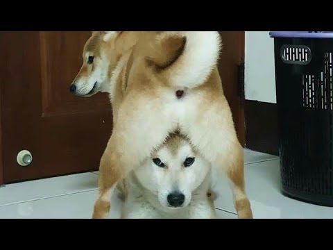 Видео: До слёз от смеха! Домашние животные, которые ведут себя как настоящие комики