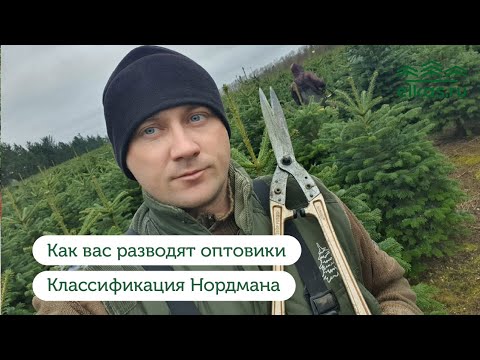 Видео: Пихта Нордмана. Реальная классификация. Не ведитесь на развод.