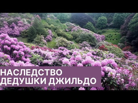 Видео: ДОЛИНА РОДОДЕНДРОНОВ ИЛИ КОГДА ДЕНЬГИ - НА БЛАГО!