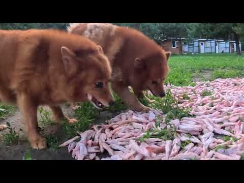 Видео: На лугу пасутся КАРЕЛО-ФИНСКИЕ ЛАЙКИ! :: FINNISH SPITZ are grazing in the meadow!