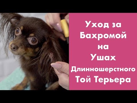 Видео: Бахрома на ушках Длинношерстного Той терьера, Уход.