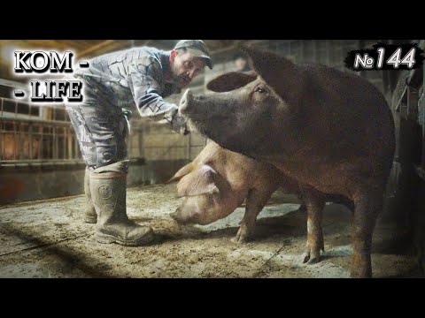 Видео: Каждой хрюшке по однушке! ❤️