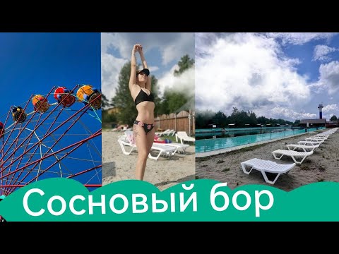 Видео: сосновый бор Обновление 2024 году