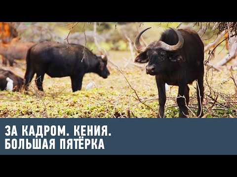 Видео: Кения. Большая пятерка 🎥 За кадром 🌏 Моя Планета