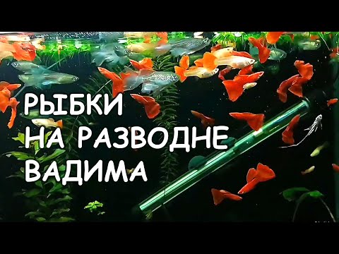 Видео: Породистые гуппи, петушки и другие рыбки на разводне Вадима