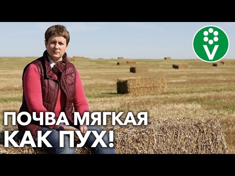 Видео: А ВЫ ЗНАЛИ? ОБЫЧНАЯ СОЛОМА ПРЕВРАТИТ ПОЧВУ В ИДЕАЛЬНУЮ!