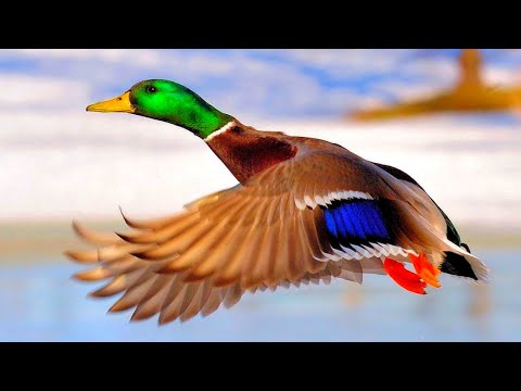 Видео: Николай Дроздов рассказывает об утках и гусях 🦆