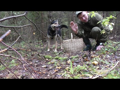 Видео: Поляна белых! ВЕЧЕРНЯЯ ПРОГУЛКА ПО ГРИБЫ В ЛЕС! Грибы сентября! mushroom picking БЕЛЫЕ ГРИБЫ!
