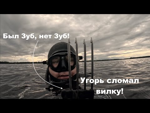 Видео: 🇪🇪🔥🐟Подводная охота на угря, лето 2023г.🔥🇪🇪🔱