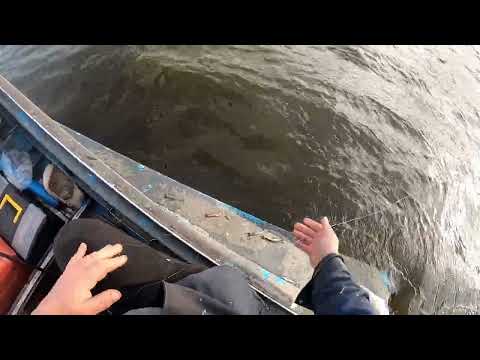 Видео: Селигер ловим судака окуня и раков