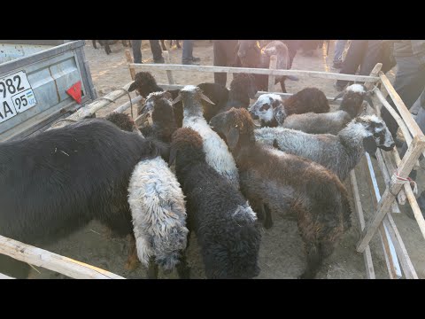 Видео: БЕРУНИЙ АБАЙ МОЛ БОЗОРИ 29 ОКТЯБР 2025