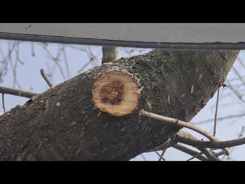 Видео: Укорачивание старой вишни весной.