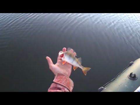 Видео: Хищник ушел на дальний кордон . Селетинское водохранилище , оно такое .