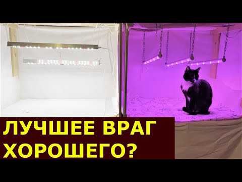 Видео: Уникальные лампы для рассады, начало тестирования