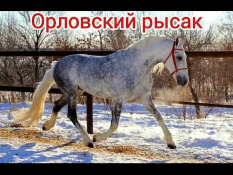 Видео: Орловская порода лошадей. Интересная история возникновения. #лошади