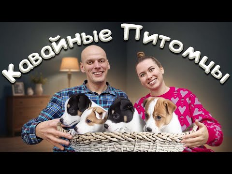 Видео: Кавайные питомцы - Играем в настольную игру