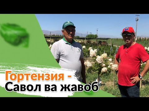 Видео: Гортензия -  Савол ва жавоб. Каналимиз обуначиларининг саволларига жавоб берамиз.