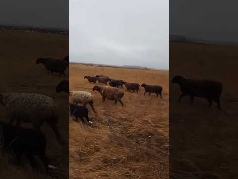 Видео: Эдильбаевские овцы/снег весь растаял,продолжаем пасть
