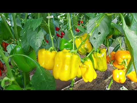 Видео: Сладкий перец,  лето 2021. Ленинградская обл.