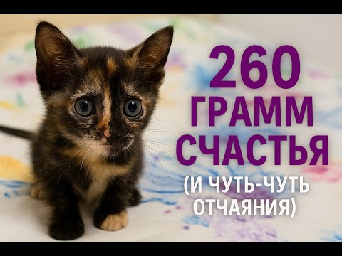 Видео: 260 грамм счастья и чуть-чуть отчаяния 