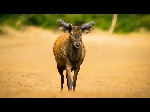 Видео: Где гнездится скопа и откуда олени в степи? Редкие животные, которых не встретишь в городе