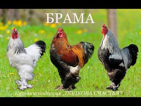 Видео: Куры БРАМА. Подробно и интересно о породе кур брама