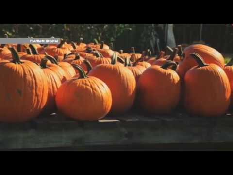 Видео: ҒЫЛЫМ ЖОЛЫ #19 Ер адамның денсаулығы | Гормондық өзгеріс