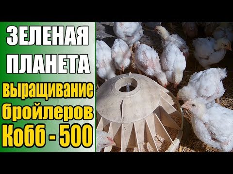 Видео: Выращивание бройлеров Кобб - 500 / День 20 / Затраты на содержание бройлеров