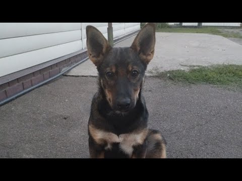 Видео: Настояща осінь, холодно🥶🍃/Кожного дня чудить, чудо-собака 🐕‍🦺