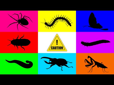 Видео: Насекомые: сороконожка, бабочка, жук-геркулес, богомол-драгоценный цветок, таракан, мучной червь,...