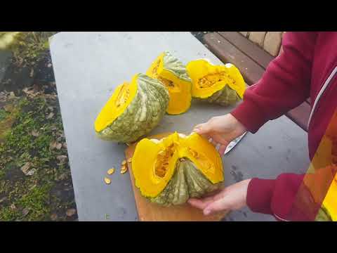 Видео: Хотите крупную, сладкую, вкусную тыкву? Сажайте сорт "Марина из Киоджа"