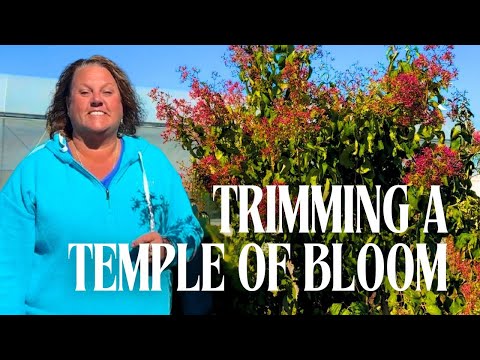 Видео: Обрезка гептакодиума «TEMPLE OF BLOOM®» в форме дерева | Советы по уходу в конце лета и по подбор...