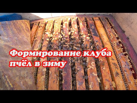 Видео: КАК ПЧЁЛЫ ФОРМИРУЮТ КЛУБ В ЗИМУ, ОТВЕТЫ НА КОММЕНТАРИИ