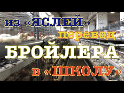 Видео: Бройлеры выращивание, бройлеры как бизнес, содержание и пропойка витаминами бройлера кобб500