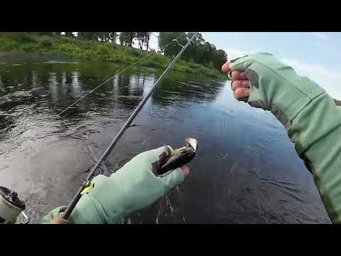 Видео: Голавль разрывает этот воблер!!!
