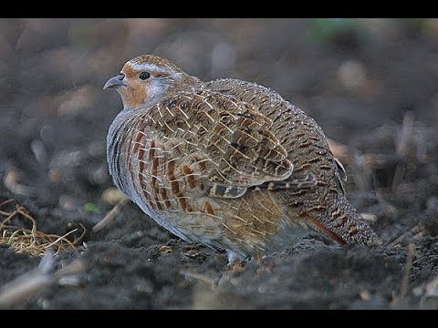 Видео: Дикие куропатки в моем хозяйстве.