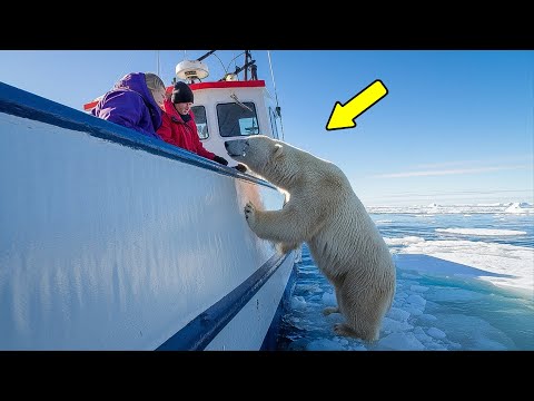 Видео: Белый медведь отчаянно пытался привлечь внимание Моряков. Узнав причину они Побледнели!