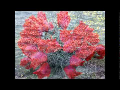 Видео: ПРИОЗЕРСК