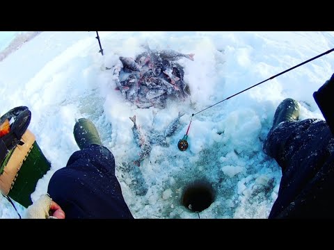 Видео: Рыбалка на лесном озере.Ловим окуня, ставим жерлицы.Природа просто сказка.Рыбалка в мороз.