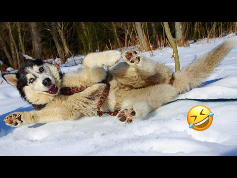 Видео: САМЫЕ СМЕШНЫЕ хаски | Обычные собаки против хаски 🤣 | 10 минут лучших видео | Часть 15