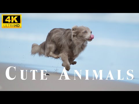 Видео: Baby Animals Parts 21 - Вы не можете игнорировать прекрасные моменты этих детенышей животных под